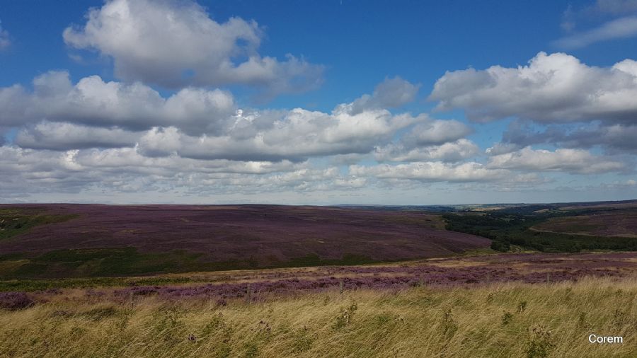 נוף הגבעות עם הפריחה הסגולה המשגעת